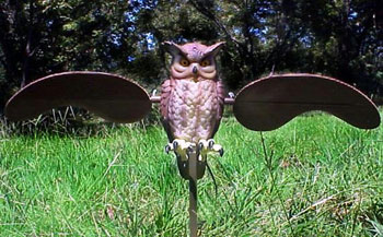 owl